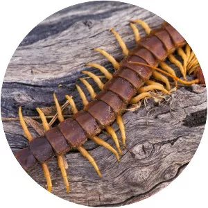 Centipedes