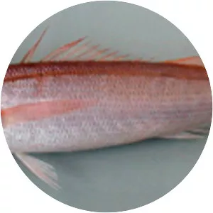 Centracanthus cirrus