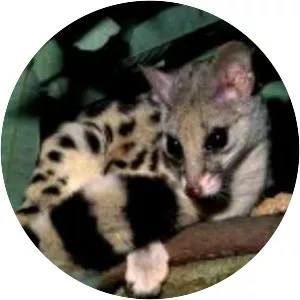 Central African oyan (Poiana richardsonii)