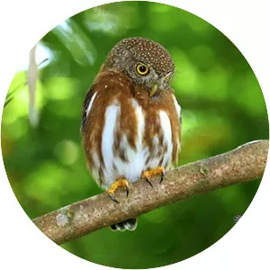 Central American pygmy owl