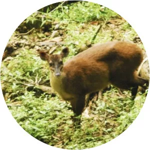 Central American red brocket