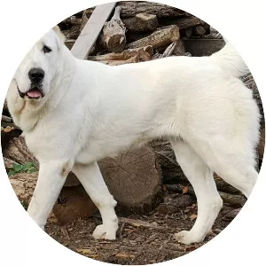 Central Asian Shepherd Dog