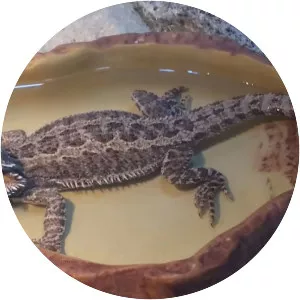 Central bearded dragon