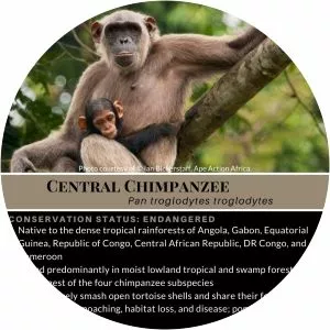 Central chimpanzee