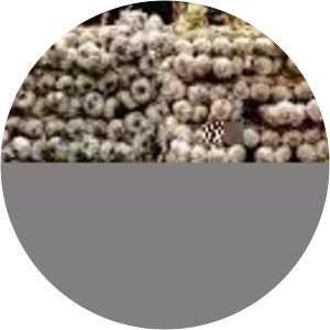 Central Market of Buenos Aires - 