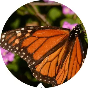 Central Texas GardenerSince 2000 - 2000 ‧ 26 seasons