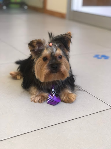 Centro de Bem-Estar Animal - Pet groomer in Viana do castelo, Portugal