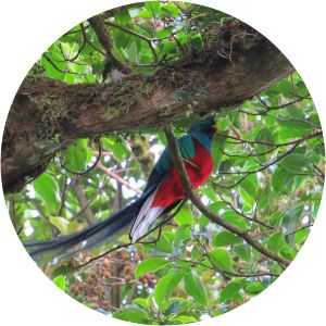 centro de rescate las pumas johnny-loves-nature eco tour operator