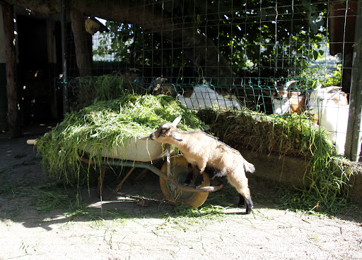 Centro de Turismo Ecuestre O Ventoso - Adventure sports in Spain