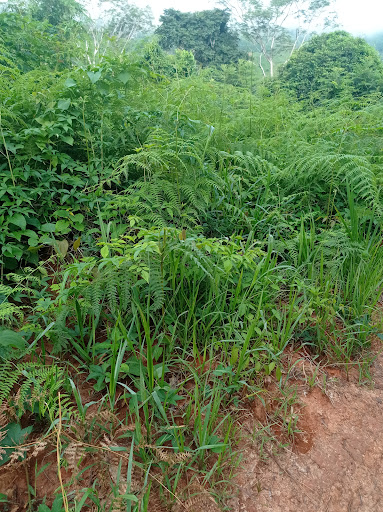 Centro poblado Puerto ENE. Distrito RIO TAMBO