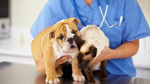 Centro Veterinario Liliana Patricia Vargas Z. - Veterinarian in Medellin, Colombia