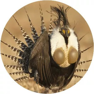 Centrocercus - Birds