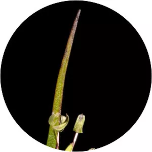 Centrolepis aristata