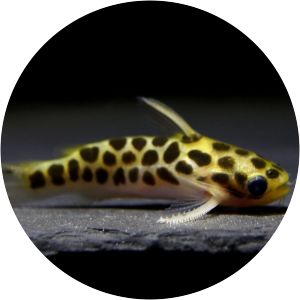 Centromochlus perugiae