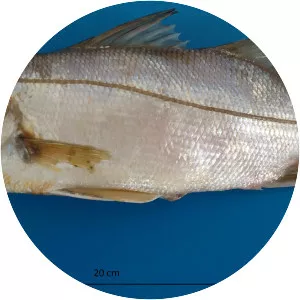 Centropomus parallelus