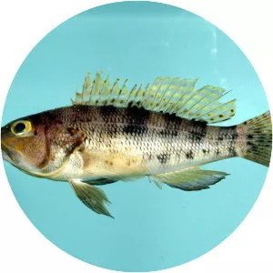 Centropristis ocyurus - 