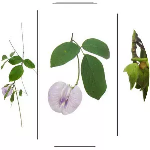 Centrosema pubescens