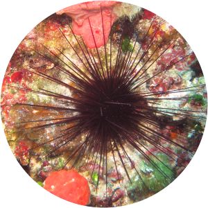 Centrostephanus longispinus - 