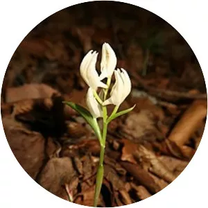Cephalanthera erecta f. subaphylla
