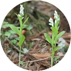 Cephalanthera erecta
