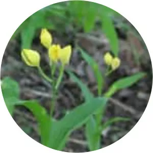 Cephalanthera falcata