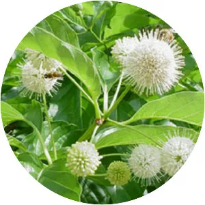 Cephalanthus