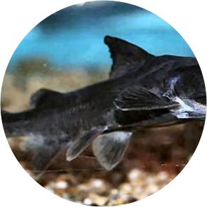 Cephalocassis borneensis - 