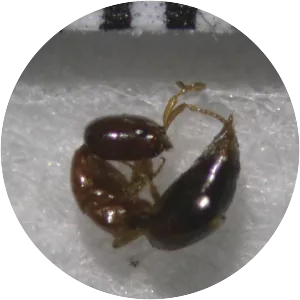 Cephalonomia gallicola