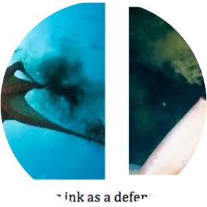 Cephalopod ink photograph