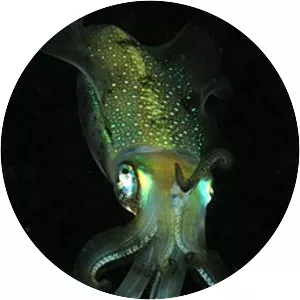 Cephalopod
