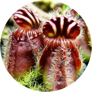 Cephalotus follicularis - Plants