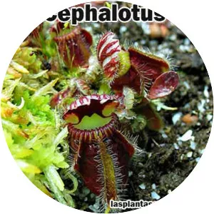 Cephalotus