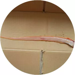 Cepola macrophthalma