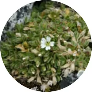 Cerastium alpinum