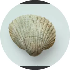 Cerastoderma glaucum