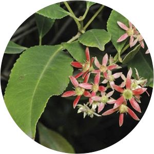 Ceratopetalum apetalum