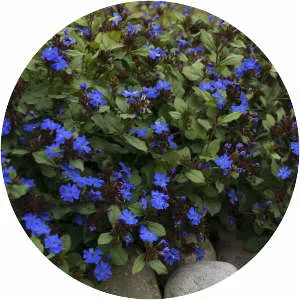 Ceratostigma