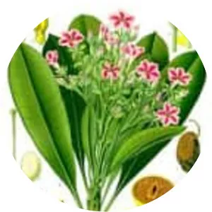 Cerbera manghas - Plants