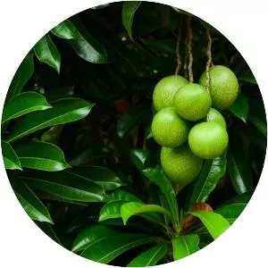 Cerbera odollam - Plants