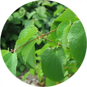 Cercidiphyllum magnificum