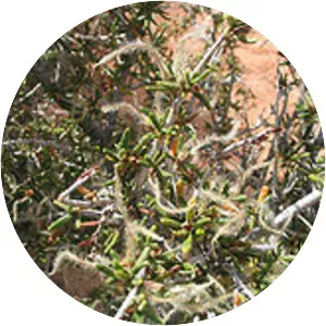 Cercocarpus ledifolius var. intricatus