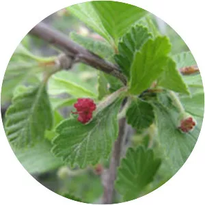 Cercocarpus montanus - Plants