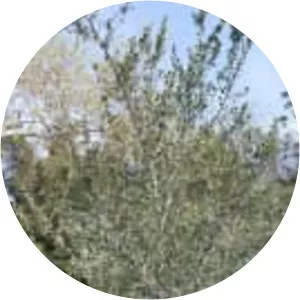 Cercocarpus traskiae - Plants