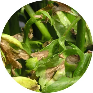 Cercospora apii