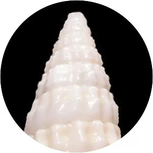 Cerithiidae - Animal