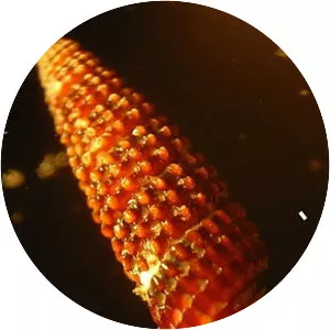 Cerithiopsis tubercularis - 