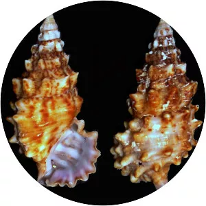 Cerithium