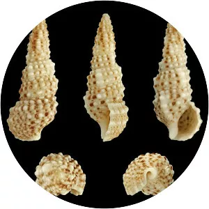 Cerithium scabridum - Animal