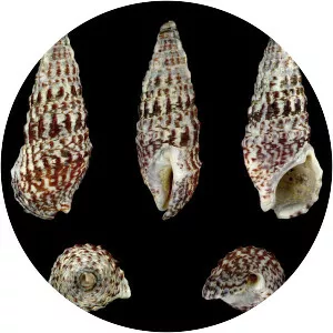 Cerithium vulgatum