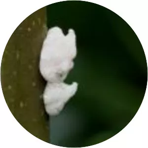 Ceroplastes ceriferus - 